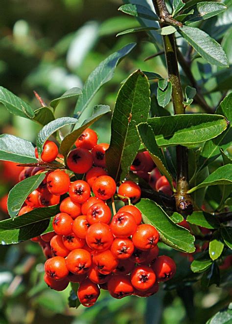 Pyracantha Berries | Berries, Tomato, Fruit