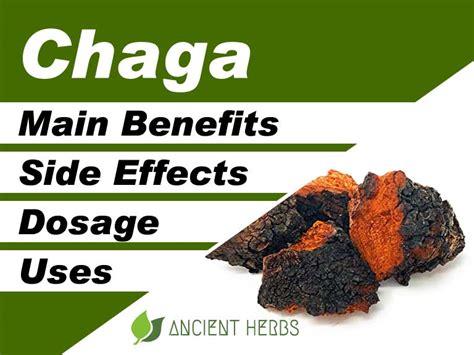 Chaga Mushroom Benefits, Uses, Dosage & Side Effects