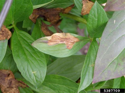 Botrytis blight (Botrytis paeoniae)