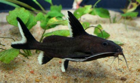 Synodontis black catfish | in Spalding, Lincolnshire | Gumtree