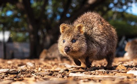 Quokka selfies: why we need to look beyond the smile - Australian Geographic