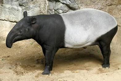 Tapir - Big-Snouted Grassland Beast | Animal Pictures and Facts | FactZoo.com