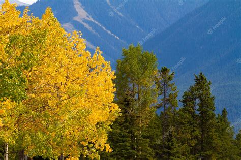 Premium Photo | Trees in fall with mountains in the background