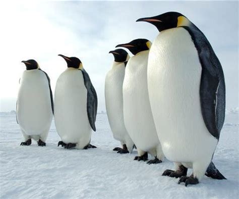 Antarctic Tundra Penguins