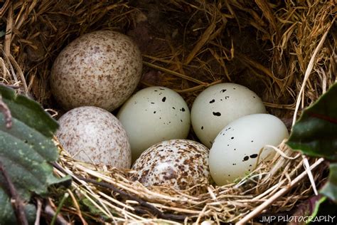 House Finch Eggs In Nest Update | House Finch Eggs In Nest U… | Flickr - Photo Sharing!