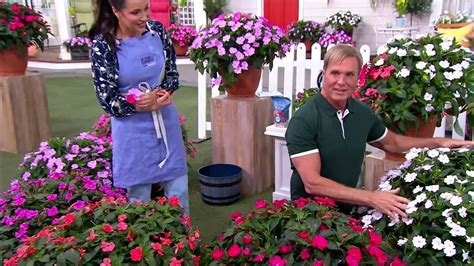 Phillip Watson Designs 6-Piece Live Assorted SunPatiens on QVC - YouTube