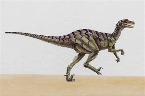 Dromaeosaurus - Dinosaur Pictures