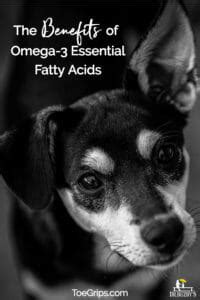 Omega-3 Essential Fatty Acids for Your Dog