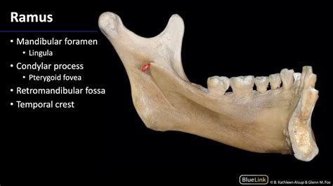 Mastication - Mandible - YouTube