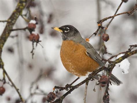 Male American robin in winter | Beautiful birds, Bird, Birds and the bees