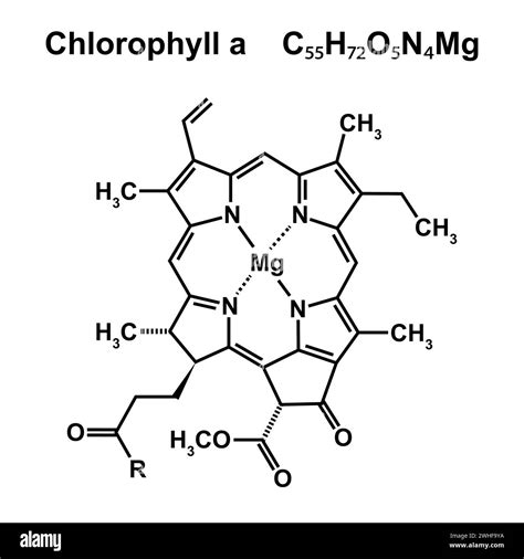 Chlorophyll a chemical structure, illustration Stock Photo - Alamy
