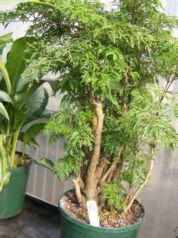 Ming Aralia Plant Propagation