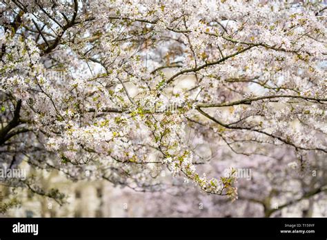 Cherry Blossoms bloom in London Stock Photo - Alamy