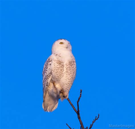 Snowy Owl/_31F5713c
