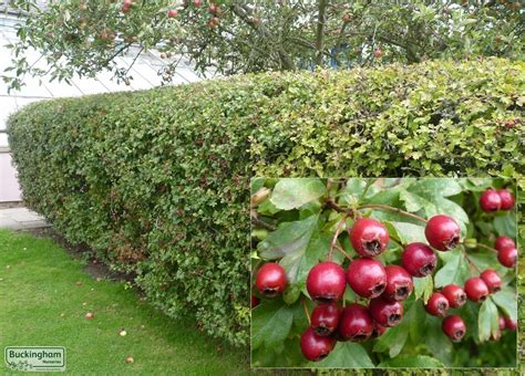 Quickthorn, Crataegus monogyna, Hawthorn, May, Whitethorn (Hedging, Trees) > Hedging ...