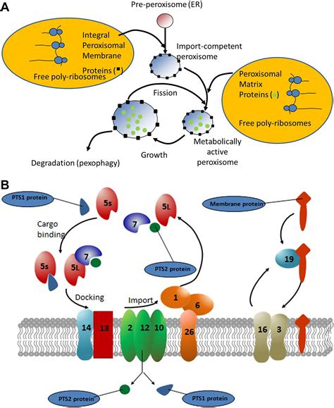 Disorders Of Peroxisome Assembly And Function MedLink, 57% OFF