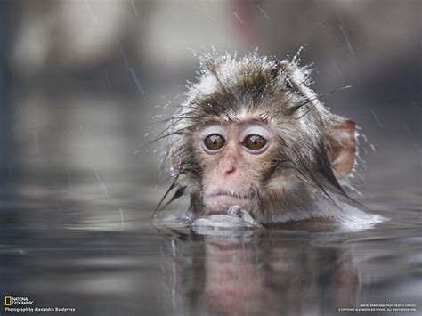 NAT GEO ANIMAL_10 | Cute monkey pictures, Monkey pictures, Snow monkey