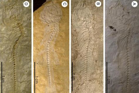 Researchers in Germany Identify Unique Fish Fossils | Gephardt Daily