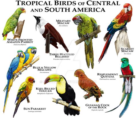 Tropical Birds of Central and South America by rogerdhall on DeviantArt