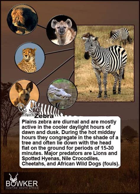 Zebra Hunting. All You Need to Know About Zebra Hunts.