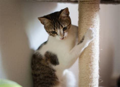 What's Your Cat's Scratching Style? | PetMD