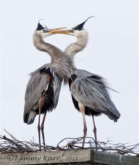 Birding Is Fun!: Courtship