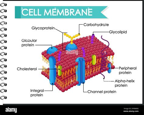 Cell Membrane Diagram Labeled