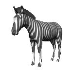 Zebra plaatjes, animatieplaatjes, bewegende plaatjes en animaties van Animatieplaatjes.nl