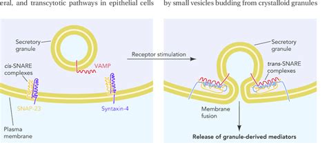 SNARE-mediated vesicle or granule fusion in exocytosis | Download Scientific Diagram