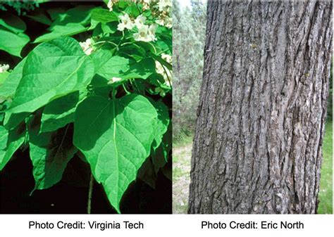 Northern Catalpa (Catalpa speciosa) | The UFOR Nursery & Lab