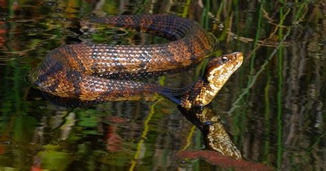 Snakes on the Water: Cottonmouth or Watersnake? | Virginia DWR