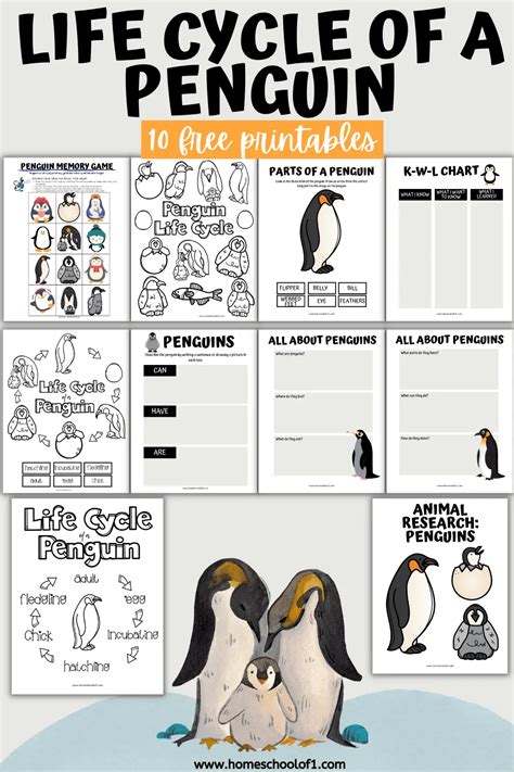 10 Free Life Cycle of a Penguin Worksheets - Homeschool of 1