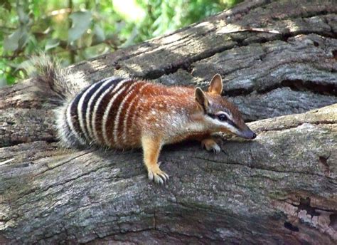 Numbat