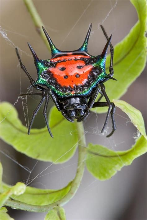 Spiny Orb Weaver Spider Bite - Hasma