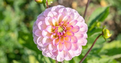 Everything You Need to Know About Dahlia Flower Care | HappySprout