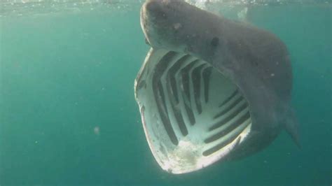 Basking Sharks Cornwall - YouTube