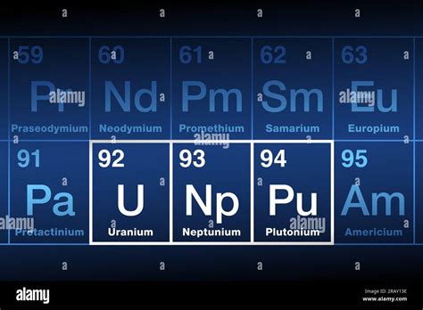 Uranium, Neptunium and Plutonium on the periodic table. Radioactive metallic elements in the ...