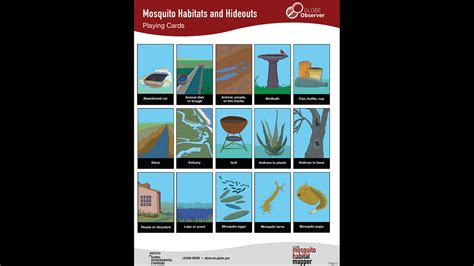 Mosquito Habitats and Hideouts | Institute for Global Environmental ...