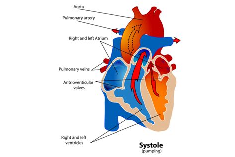 Phases of the Cardiac Cycle When the Heart Beats