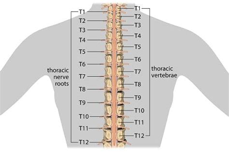 Thoracic Spinal Cord Injury: What to Expect & How to Recover - TBI Living