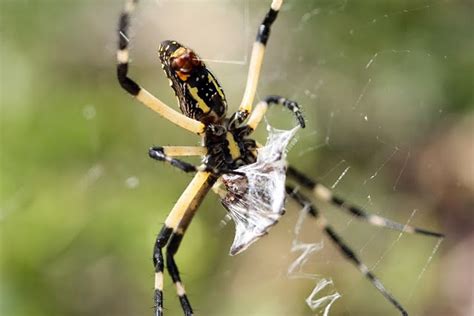 Life Through A Lens: Argiope Aurantia