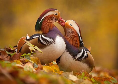 Love by Robert Adamec / 500px | Mandarin duck, Beautiful birds, Duck