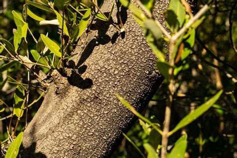 Black Mangrove | Conservancy of Southwest Florida