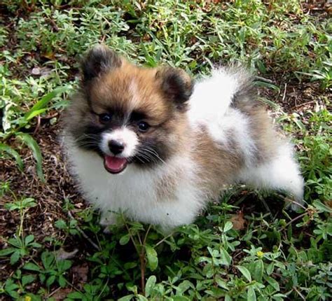 All Dogs Breed: Pomeranian Puppy Dog Training