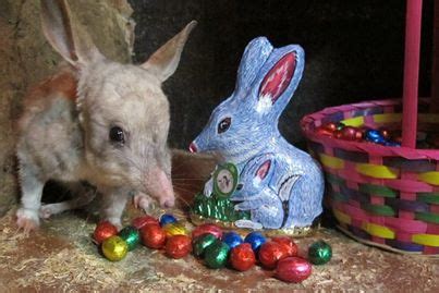 Easter Bilby | Jennifer Scoullar – Bestselling Author of Australian Fiction