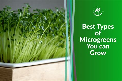 Best Types of Microgreens You can Grow Yourself [87 Varieties]