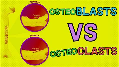 Osteoblasts vs Osteoclasts | HOW DO THEY BOTH FUNCTION? Bone Remodeling ...