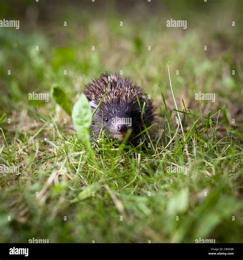 Baby European Hedgehog (Erinaceus europaeus) in grass Stock Photo - Alamy