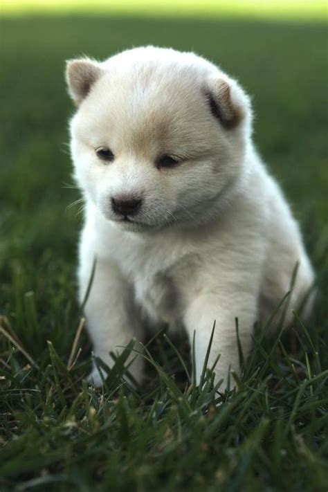 Baby Shiba Inu | Cute animals, Cute dog pictures, Cute dogs