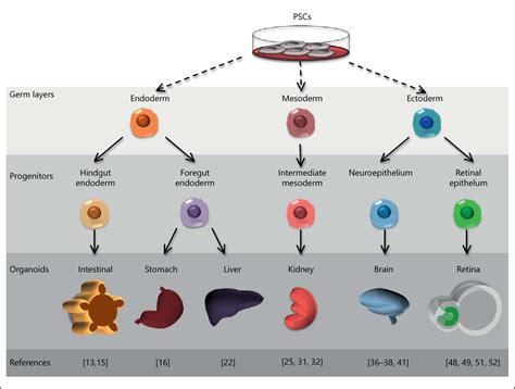 Figure 1 from Organoid Models and Applications in Biomedical Research ...